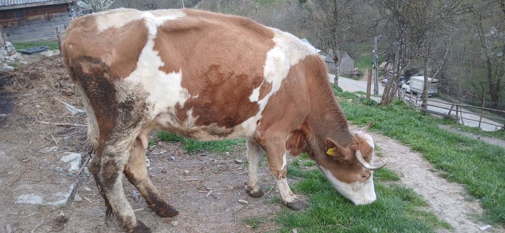 Vând vacă cu lapte