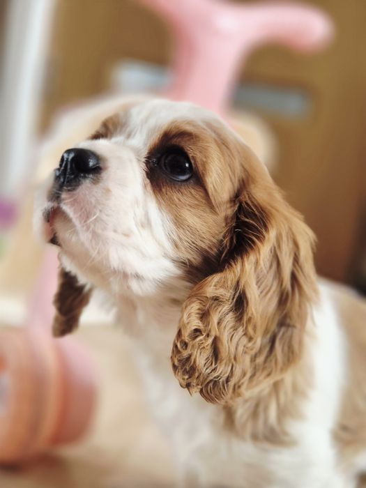 Femela cavalier king charles spaniel
