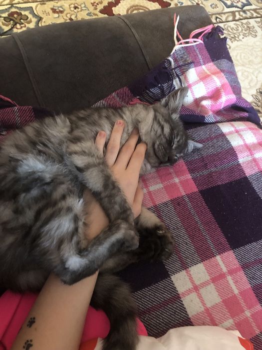 Продам кота 20 тыс