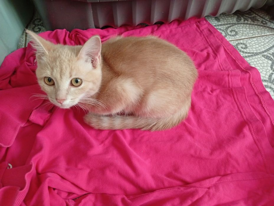 Кімнің мысығы тереңірек