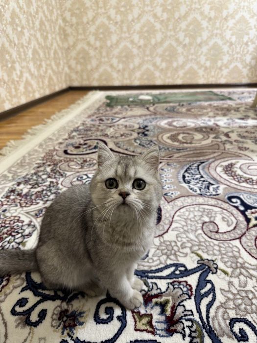 Britanski skotish fold ( strayd) shinshila