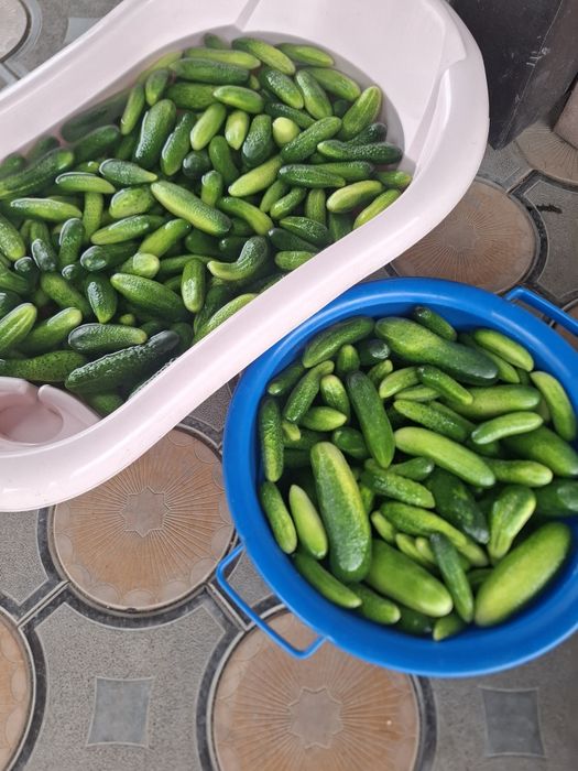 Продам домашние огурцы с огорода своего