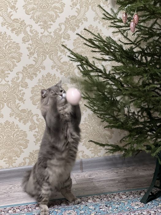 Сибирский кот для вязки