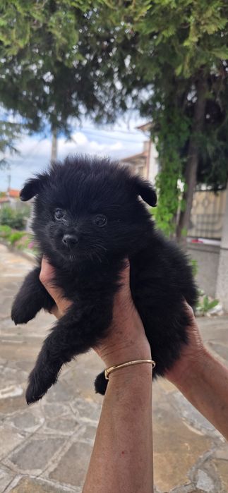 Шпиц померан куче