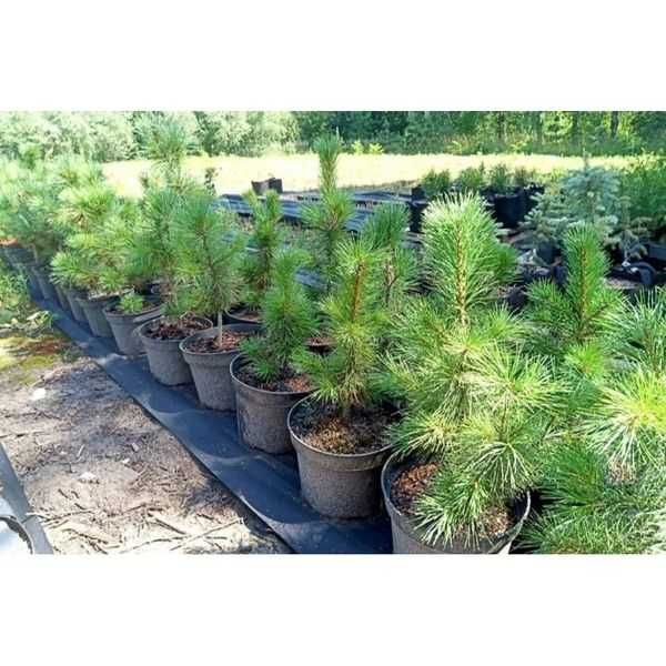 Саженцы сеянцы ель голубая ёлка липа рябина кедр сосна продам береза