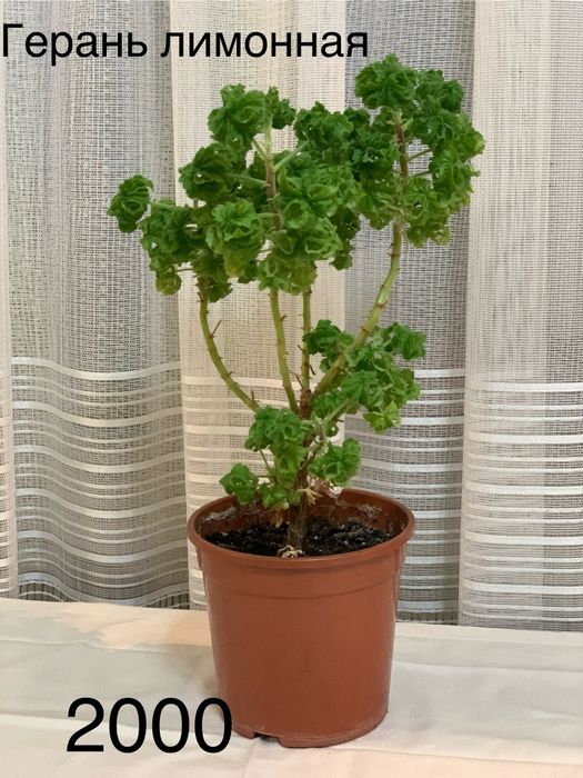 Комнатные  цветы