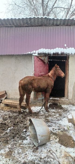 Ассалаумағалейкум