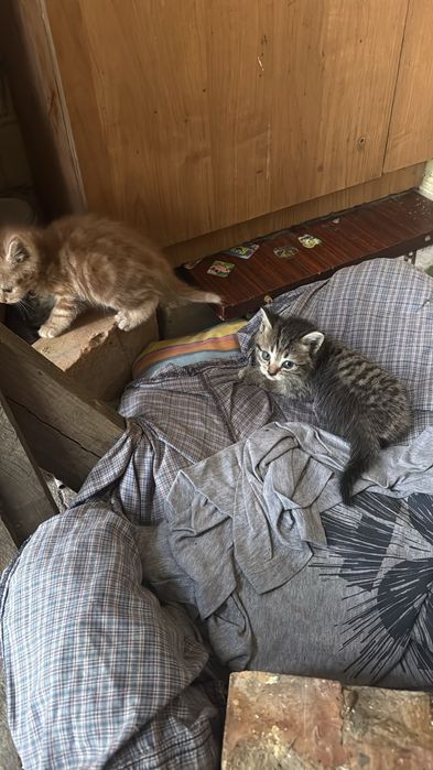 Отдам котят  в хорошие руки
