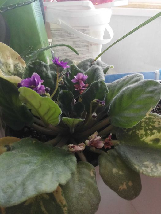 Продам цветы комнатные