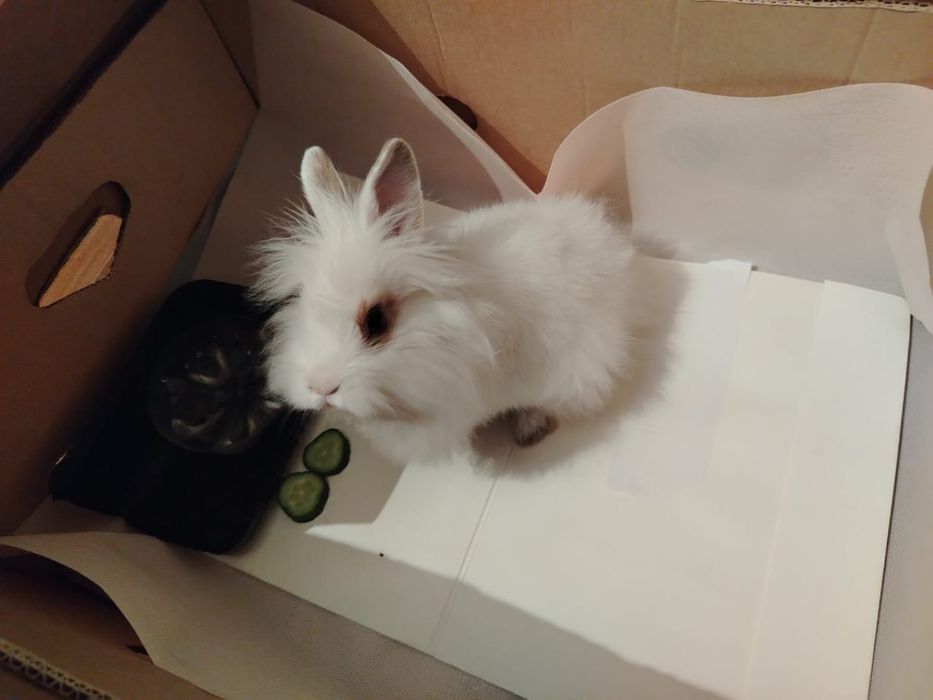 Кролик пушистый породистый