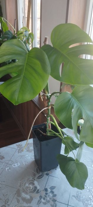 Монстера зелёная.