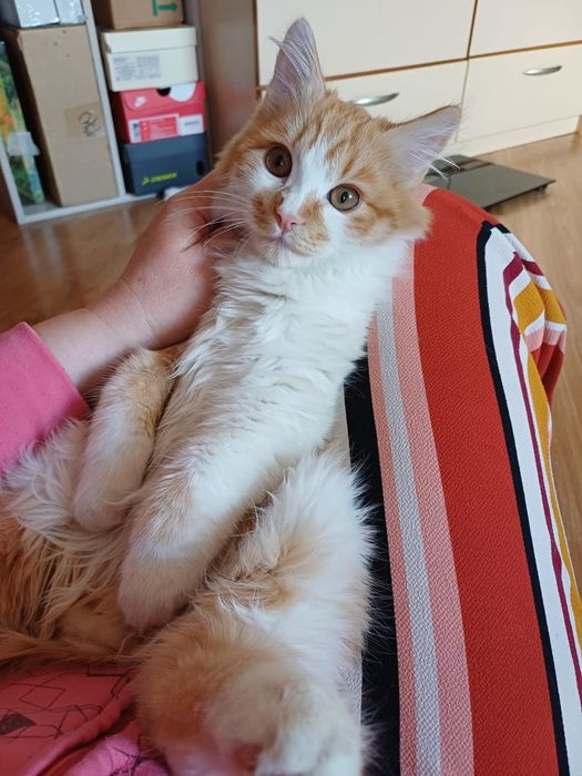 Персональный пушистый лучик солнца в дар