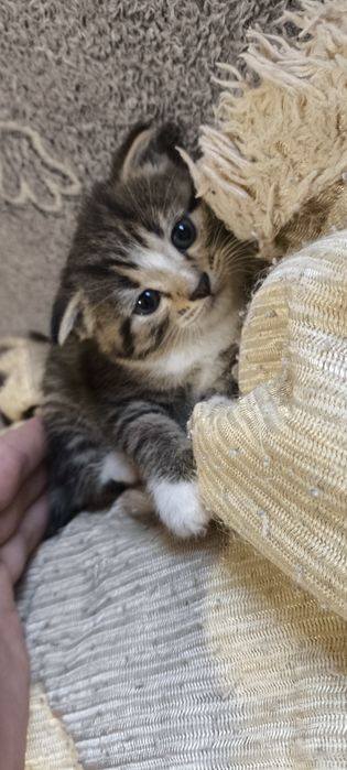 Продам котят вислоушки