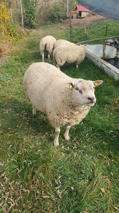 Berbec texel de origine
