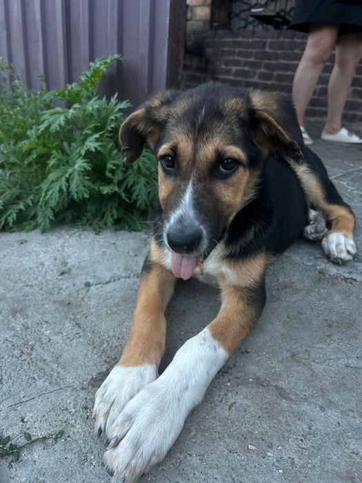 Очаровательные Щенки ищут дом