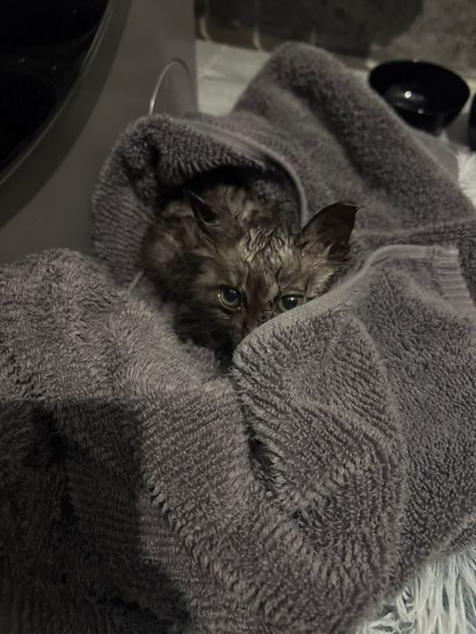 Отдам котят в добрые руки