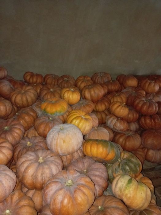 Продам тыкву американку домашнию