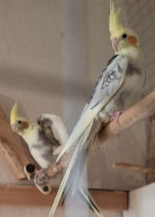 Корелла 3-5 месяца,