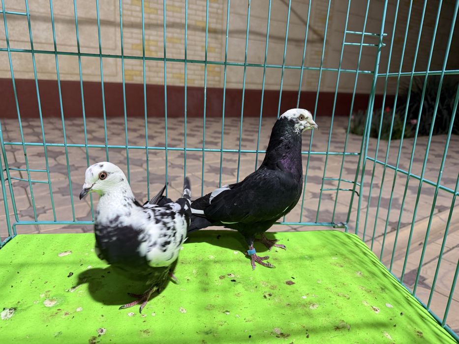 Голуби сочи пара