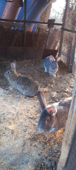 Disponibili iepuri mici și mari