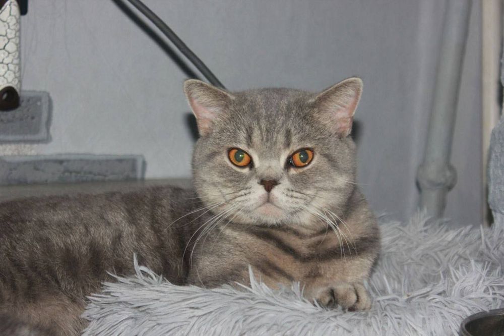 Кот на вязку/случку