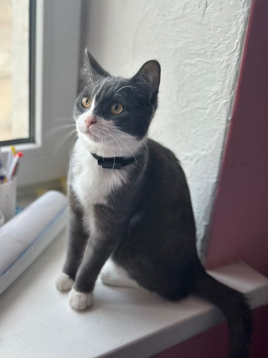 Отдадим милую девочку