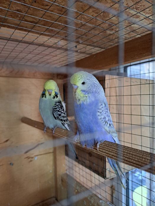Выставочные попугаи