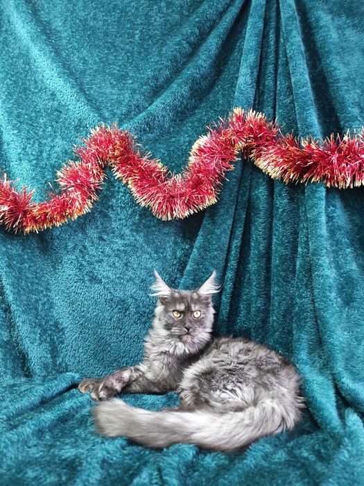 Котята мейнкун продаются