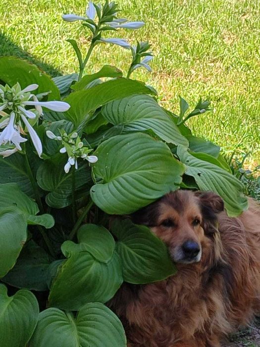 Потерялась собака в Боралдае