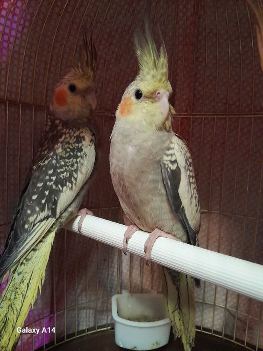 Продаются попугаи