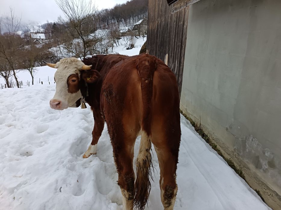 Vând vacă 4 ani și junincă 2 ani