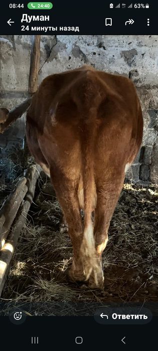 Продам корову с теленком