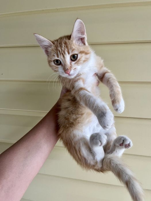 Котята,4 месяца,мальчики