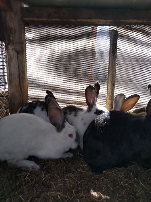 Продам кроликов самцы.