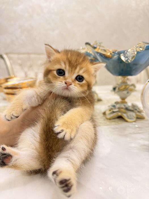 На продаже котята