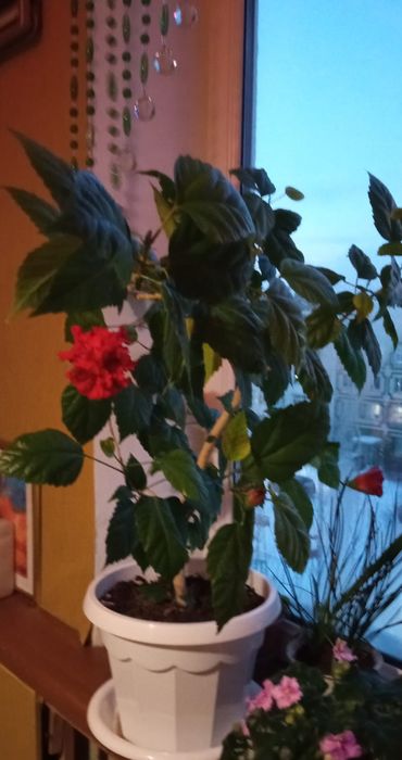 Продам китайскую розу.