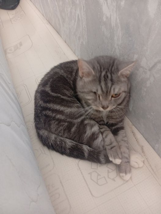 Отдам кошечку скотиш фолд