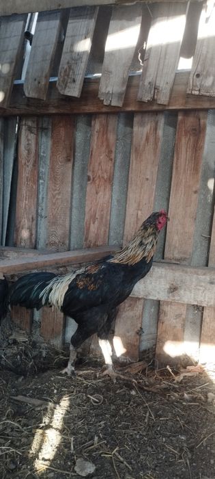 Куры дакан майски цена