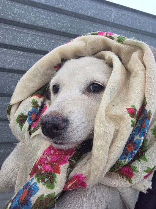 Шикарная девочка 1.5  месяца