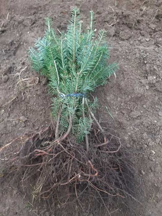 Pachete puieti 500buc. Brad balsamea infiintare Plantatie Pomi Craciun