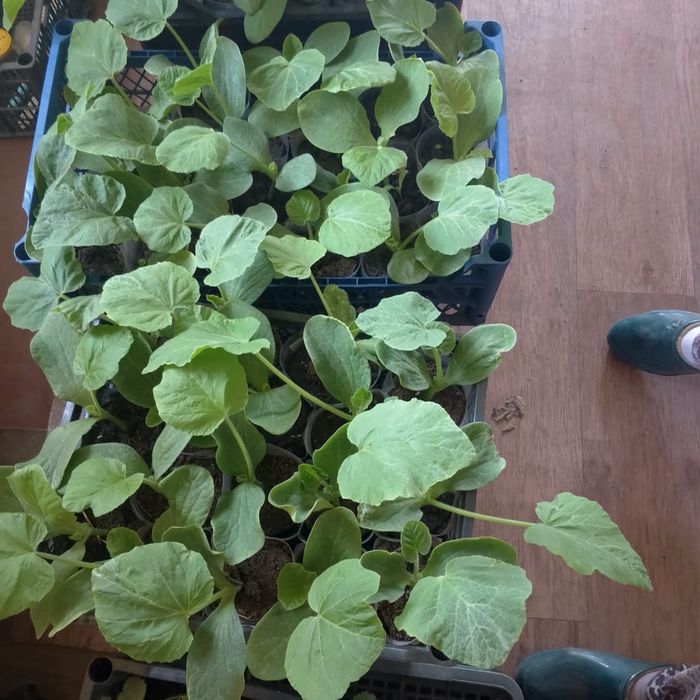 Рассада дачная, крепкая