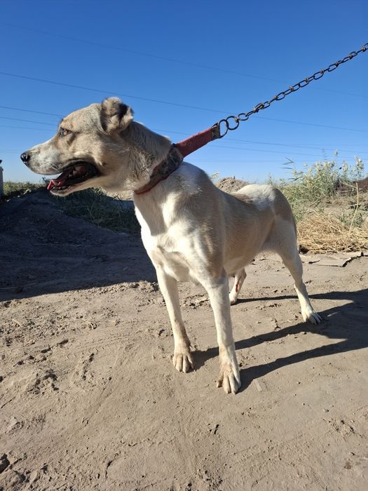 Продаётся самка  дочь чемпиона хорезма тарзана