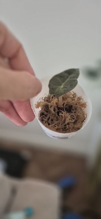 Алоказия полли клон