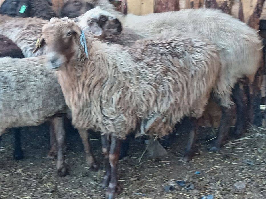 Продам овец котных