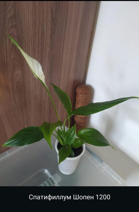 Продам комнатные растения