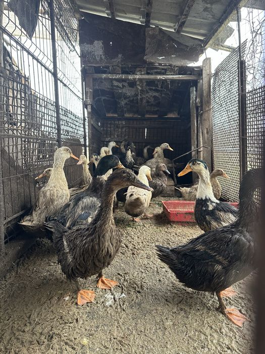 Cocosi austrolop si rate romanesti 8 luni