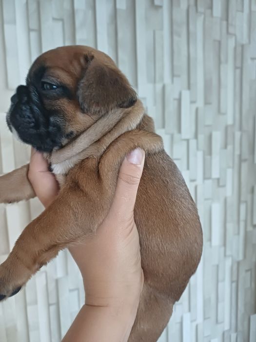 Щенки французского  бульдога