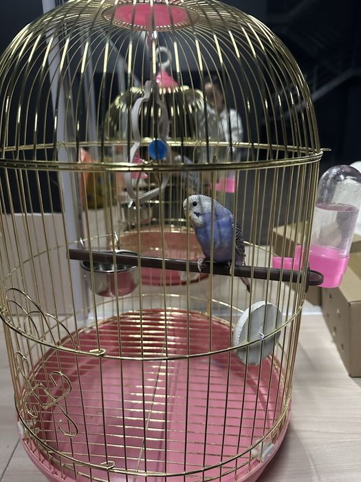 Продаётся Живой папугай новый