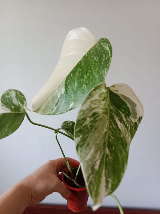 Продам Монстеру Альбо.