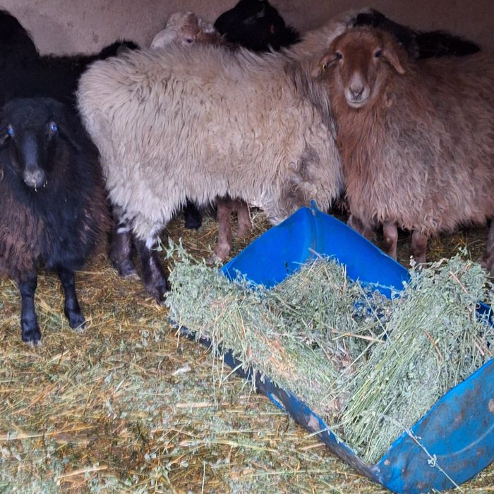 Жас . Ақ Қошқар.